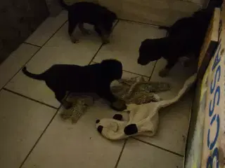 Skønne Labrador blandingshvalpe