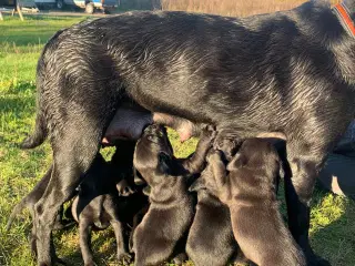 Labrador hvalpe klar til nyt hjem 13/12