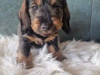 Ruhårdet vildfarvet standard gravhunde 