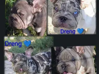 Fransk bulldog 