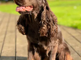 Engelsk Cocker spaniel han til avl. Ikke til salg