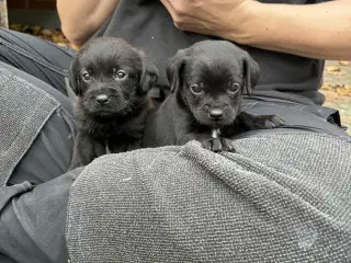 Dansk-Svensk gårdhund blanding