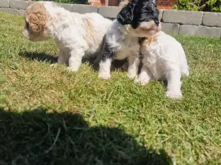 Cavapoo