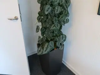 Plante i krukke