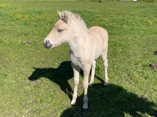 Fjordhest,- hoppeføl