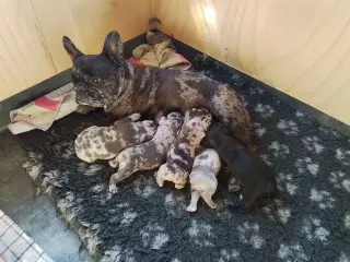 Fransk bulldog, blå merle/plettet