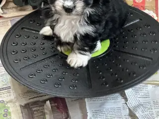 Bichon Havanais 