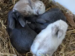 4 Mini Lop'er ❤️