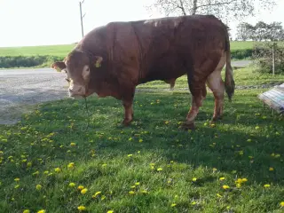 Limousine løbetyr 