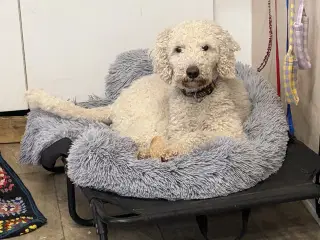 2 mellem puddel piger 