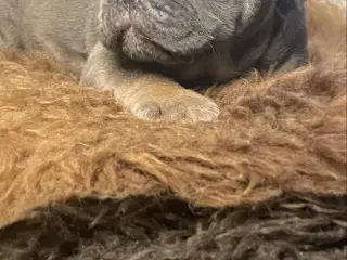 New english bulldog/ Fluffy Frenchie hvalpe