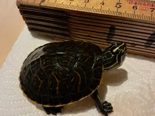 Søde asiatiske sumpskildpadder