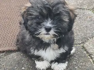 Lhasa Apso hvalp med stambog