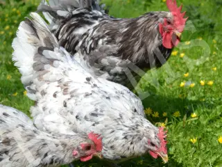 Silverudds Blue RUGEÆG