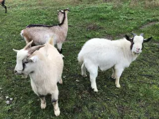 2 bukkelam