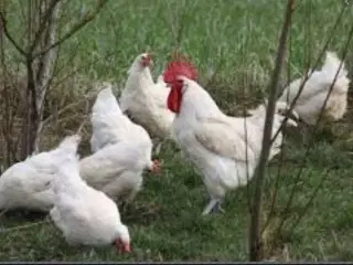 la bresse kyllinger
