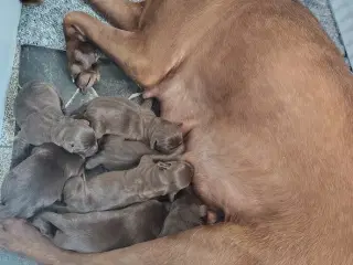 Brune labrador hvalpe
