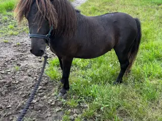 Sort shetlænder hingst