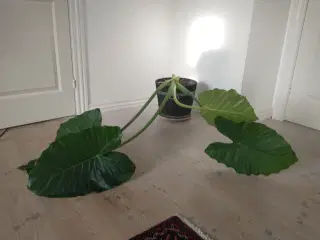 Kæmpe plante gives bort