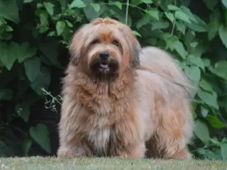 Avl tilbydes ved skøn Bichon Havanais / Rød Zobel.