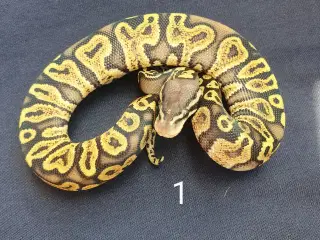 Kongepython morfer 2025