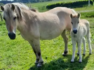 Fjordhoppe 18 år med hoppeføl