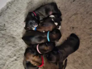 Søde Lhasa Apso / Shih Tzu hvalpe – klar til jul ❤