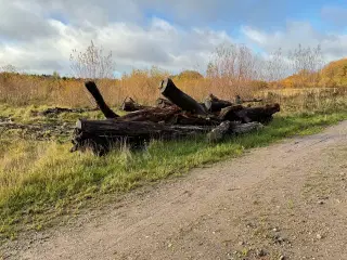 Brænde til egen forbearbejdning