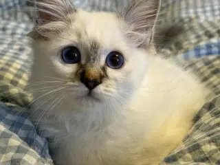 Annabell 