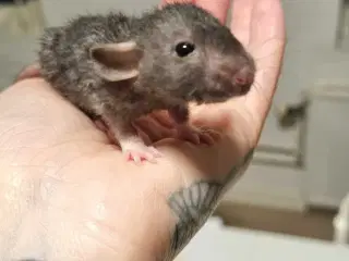 Dumbo drenge (rotteunger)