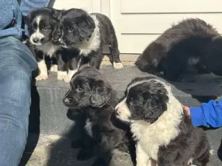 Hundehvalpe blanding ad collie og Cocker spaniel 