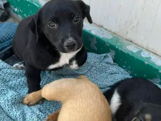 Lille Tantor søger familie 💙