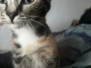 Indendørs Killinger -afdrag muligt