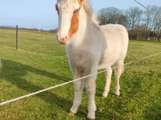 Smuk islænder hingste føl