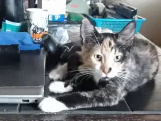 Kattekillinger