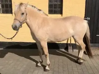 Fjordhest hoppe 2 år