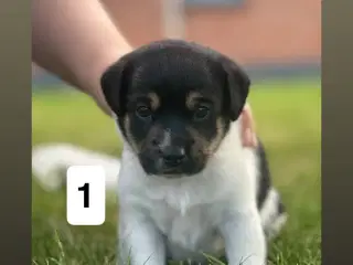 Dansk svensk gårdhunde hvalpe søger nyt og kærligt