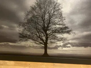 Billede - Lonely Tree - Metallisk Fotoprint 