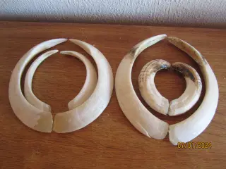 2 sæt tænder af vildsvin skudt i Polen.