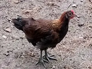 Dansk Landrace Haner