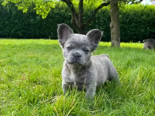 Fluffy fransk bulldog med stamtavle