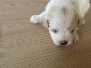 Hundehvalpe sælges