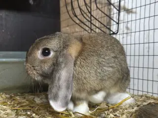 En nuttet kaninunge sælges 