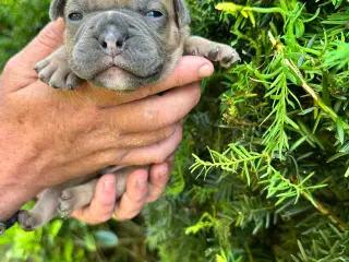 New english bulldog