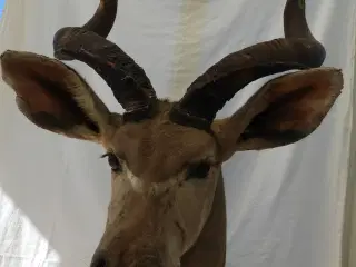 Jagttrofæ Greater Kudu