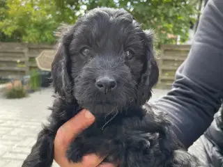 Hundehvalp cavapoo