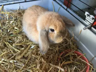 Emil søger et kærligt hjem