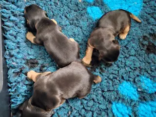 Lækre engelske cocker spaniel hvalpe 