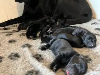 🐾 Labrador Formel 1 Hvalpe til Salg 🐾