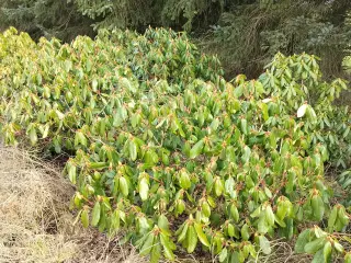 Store Rhododendron planter